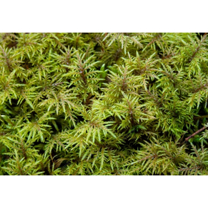 МОХ ЛИСТОСТЕБЕЛЬНЫЙ ДЛЯ ТЕРРАРИУМА - Hylocomium splendens