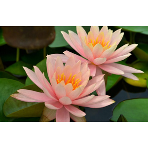 НИМФЕЯ ПРУДОВАЯ КОЛОРАДО ( ОРАНЖЕВАЯ ) - Nymphaea colorado