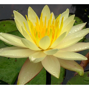 НИМФЕЯ ПРУДОВАЯ ШАРЛИН ( ЖЕЛТАЯ ) - Nymphaea charlene YELLOW