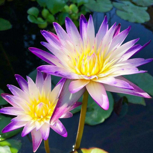 НИМФЕЯ ПРУДОВАЯ ПУРПЛ ДЖОЙ ( фиолетово-белый ) - Nymphaea purple joy