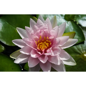 НИМФЕЯ МАДАМ ( РОЗОВАЯ ) - Nymphaea madam