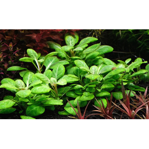 ЛОБЕЛИЯ КАРДИНАЛЬСКАЯ МАЛАЯ - Lobelia cardinalis Small Form