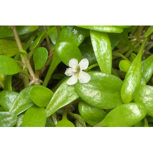 ГЛОССОСТИГМА НА КОРЯГЕ 10-15см