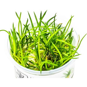 ЛИТОРЕЛЛА УНИФЛОРА - Littorella uniflora