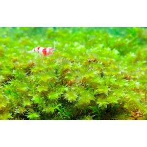 МОХ МАЙБАРАЙ - Distichophyllum Maibarae