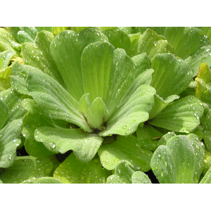 ПИСТИЯ - Pistia