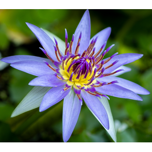 Нимфея прудовая «Колората» (Nymphaea colorata)