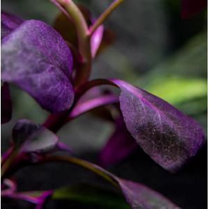 РАСТЕНИЕ на кочке ЛОБЕЛИЯ КАРДИНАЛЬСКАЯ