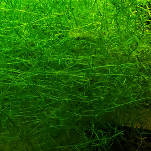 НАЯС - Najas guadelupensis