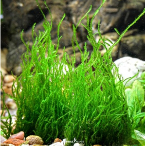 МОХ ОГОНЬ ФЛЕЙМ - Taxiphyllum sp