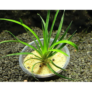 ЭРИОКАУЛОН ВЬЕТНАМ