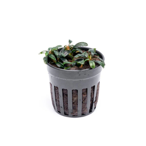 Буцефаландра Боян мини узколистная (Bucephalandra 'Boyan Mini Narrow')