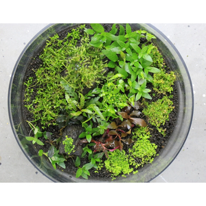 СТАУРОГИН ПОЛЗУЧИЙ - Staurogyne repens