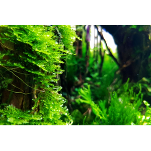 МОХ ЯВАНСКИЙ НА ЛАВЕ/КАМНЕ 10см