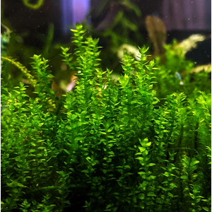 МОХ МАЙБАРАЙ - Distichophyllum Maibarae