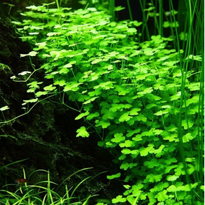 ГИДРОКОТИЛА ТРИПАРТИТА - Hydrocotyle Tripartita