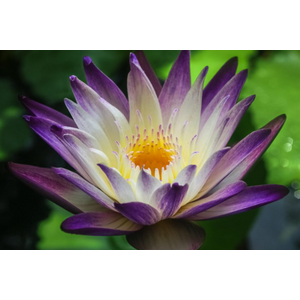 НИМФЕЯ ПРУДОВАЯ ПУРПЛ ДЖОЙ ( фиолетово-белый ) - Nymphaea purple joy