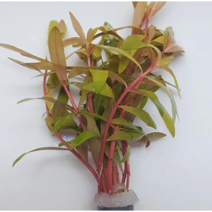 НИЗЕЯ ЗОЛОТАЯ - Nesaea pedicellata gold