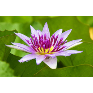 Нимфея прудовая «Колората» (Nymphaea colorata)