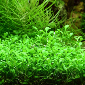 ГЛОССОСТИГМА НА КАМНЕ