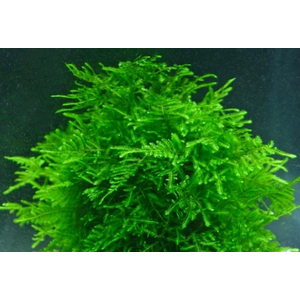 МОХ ПАВЛИНИЙ - Taxiphyllum sp. 'Peacock'