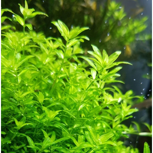 МИКРАНТЕМУМ МЕЛКОЛИСТНЫЙ - Micranthemum micranthemoides