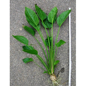 ЭХИНОДОРУС ЛОПАТОЛИСТНЫЙ - Echinodorus palaefolius