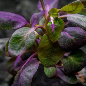 РАСТЕНИЕ на кочке ЛОБЕЛИЯ КАРДИНАЛЬСКАЯ