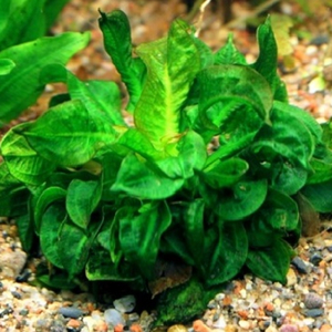 ​Эхинодорус мелкоцветковый «Тропика» (Echinodorus parviflorus «Tropica»)