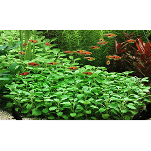 ЛОБЕЛИЯ КАРДИНАЛЬСКАЯ МАЛАЯ - Lobelia cardinalis Small Form