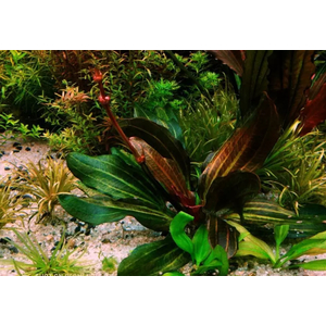Эхинодорус «Красная жемчужина» (Echinodorus 'Hadi Red Pearl' / 'Red Pearl')