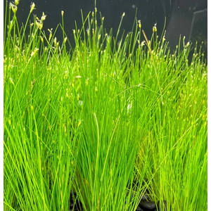 ЭЛЕОХАРИС ПАРВУЛА