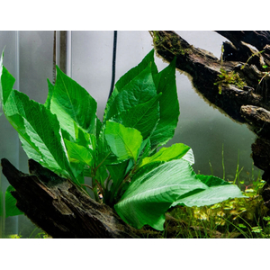 ЛИМОННИК КОМПАКТ - Hygrophila corymbosa compact