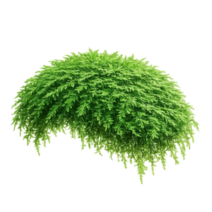 МОХ ТРЕУГОЛЬНЫЙ - Vesicularia sp. 'Triangle'