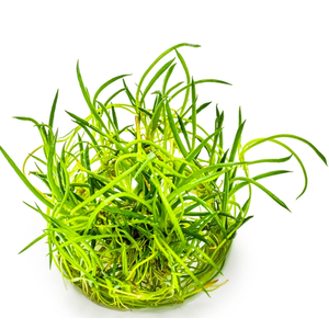 ЛИТОРЕЛЛА УНИФЛОРА - Littorella unifloraЛИТОРЕЛЛА УНИФЛОРА - Littorella uniflora