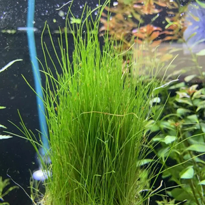 ЭЛЕОХАРИС ПАРВУЛА