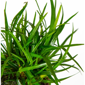 ЭРИОКАУЛОН ВЬЕТНАМЭРИОКАУЛОН ВЬЕТНАМ