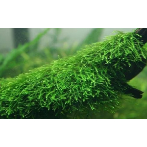 МОХ ЯВАНСКИЙ НА ЛАВЕ/КАМНЕ 10смМОХ ЯВАНСКИЙ НА ЛАВЕ/КАМНЕ 10см