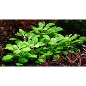 РАСТЕНИЕ на кочке ЛОБЕЛИЯ КАРДИНАЛЬСКАЯ