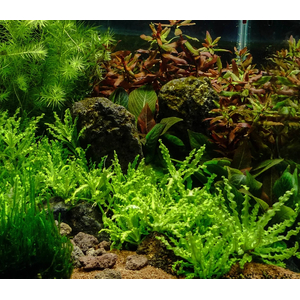 ПОГОСТЕМОН ХЕЛФЕРА - Pogostemon helferi