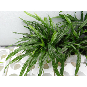 ПАПОРОТНИК УЗКОЛИСТНЫЙ - Microsorum pteropus 'Narrow'