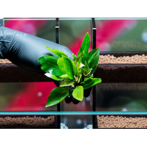 ЛИМОННИК КОМПАКТ - Hygrophila corymbosa compact