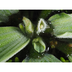 ПИСТИЯ 6-10см - Pistia stratiotes