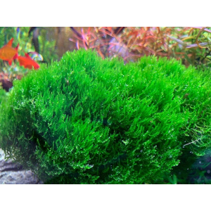 МОХ ОГОНЬ ФЛЕЙМ - Taxiphyllum sp