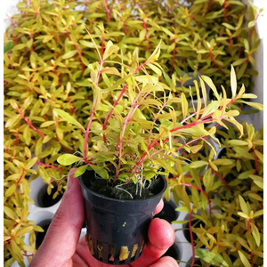 НИЗЕЯ ЗОЛОТАЯ - Nesaea pedicellata gold