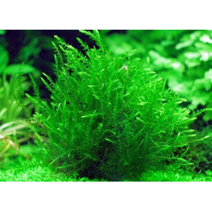 МОХ ФОНТИНАЛИС виллоу - Fontinalis antipyretica 10-12см