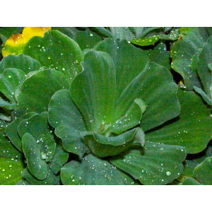 ПИСТИЯ - Pistia