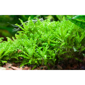 ПОГОСТЕМОН ХЕЛФЕРА - Pogostemon helferi