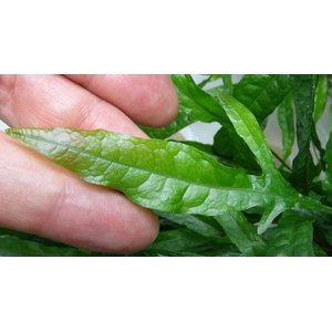 ПАПОРОТНИК УЗКОЛИСТНЫЙ - Microsorum pteropus 'Narrow'ПАПОРОТНИК УЗКОЛИСТНЫЙ - Microsorum pteropus 'Narrow'