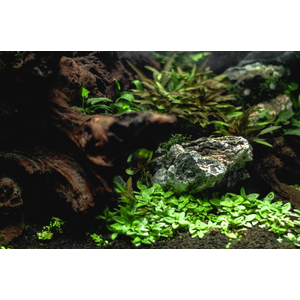 СТАУРОГИН ПОЛЗУЧИЙ - Staurogyne repens